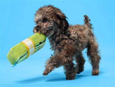 Bark Doggo Bills Plush Squeaky Crinkly Corduroy Money Stack Dog Toy