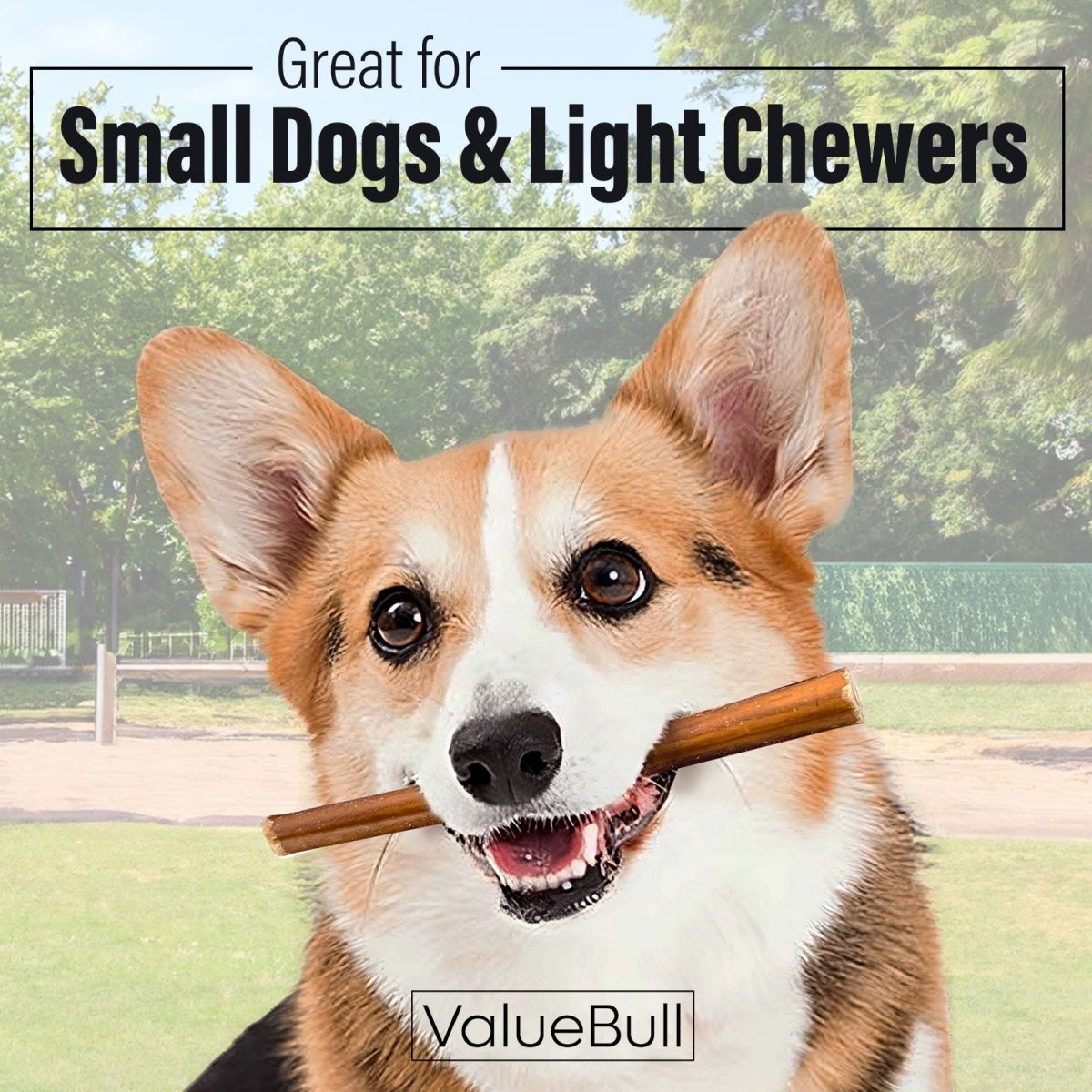 ValueBull Thin 6-Inch Bully Sticks - 200 Count Natural Dog Chews for Small Dogs