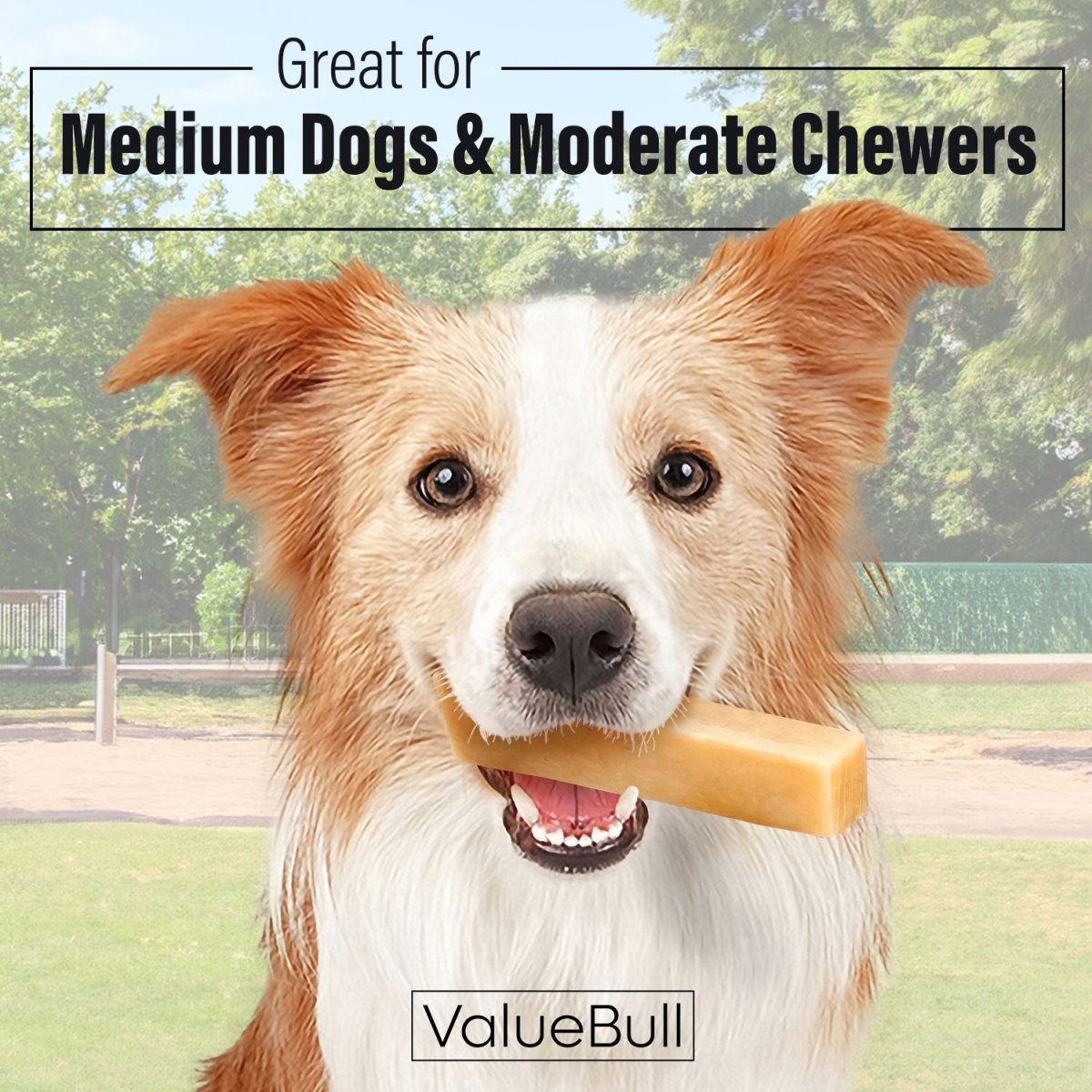 ValueBull Himalayan Yak Cheese Dog Chews - Medium, Long-Lasting, All-Natural, 10-Count