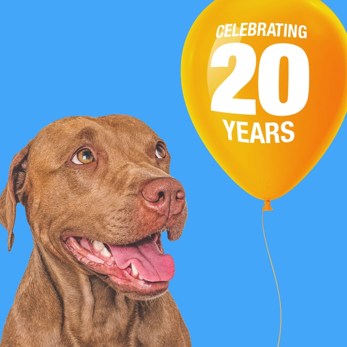 ValueBull Beef Cheek Slices: 9-10 Inch Long-Lasting Dog Chews, 120-Count Bulk